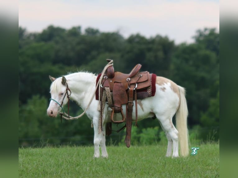 Plus de poneys/petits chevaux Hongre 6 Ans 97 cm Isabelle in Carthage, TX