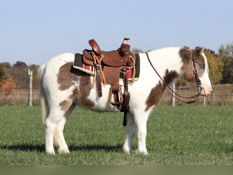 Plus de poneys/petits chevaux Hongre 6 Ans 99 cm Pinto in Purdy, MO