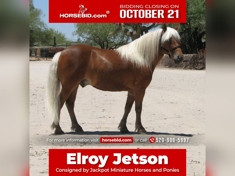 Plus de poneys/petits chevaux Hongre 6 Ans Alezan brûlé in Marana, AZ