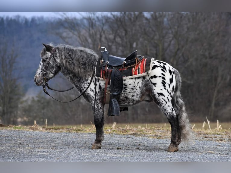 Plus de poneys/petits chevaux Hongre 7 Ans 102 cm in Rebersburg, PA