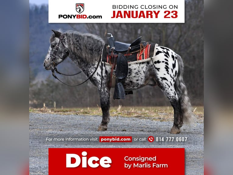 Plus de poneys/petits chevaux Hongre 7 Ans 102 cm in Rebersburg, PA