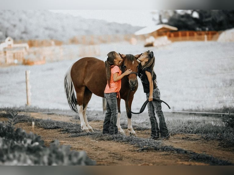 Plus de poneys/petits chevaux Hongre 7 Ans 114 cm in Needmore, PA