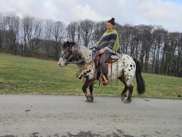 Plus de poneys/petits chevaux Hongre 7 Ans 123 cm Léopard in Linkenbach