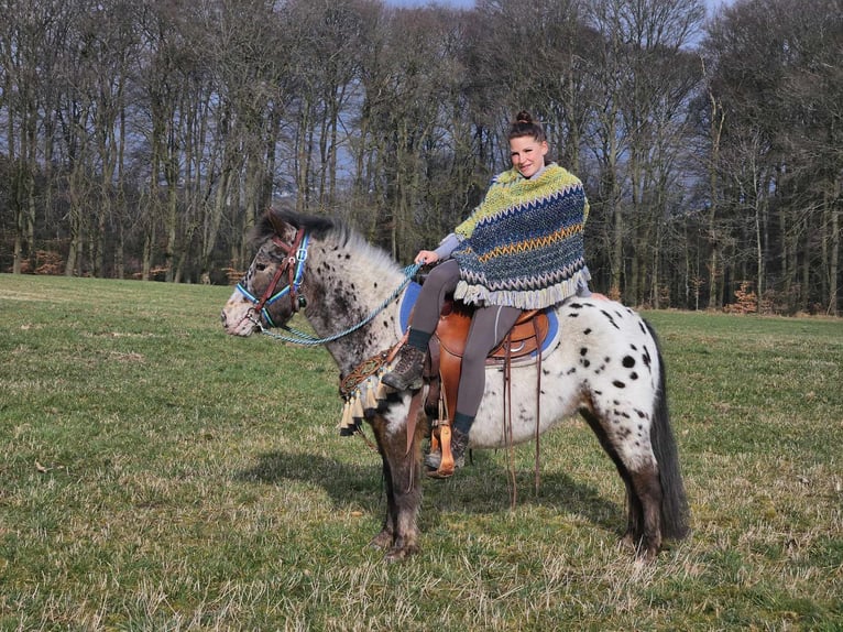 Plus de poneys/petits chevaux Hongre 7 Ans 123 cm Léopard in Linkenbach