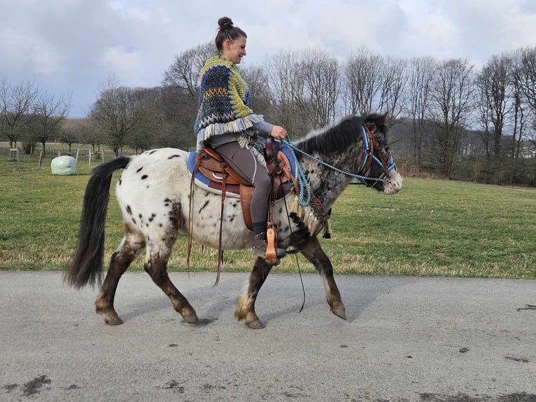 Plus de poneys/petits chevaux Hongre 7 Ans 123 cm Léopard in Linkenbach