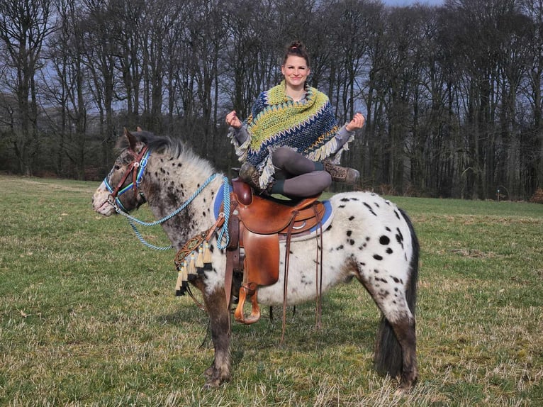 Plus de poneys/petits chevaux Hongre 7 Ans 123 cm Léopard in Linkenbach