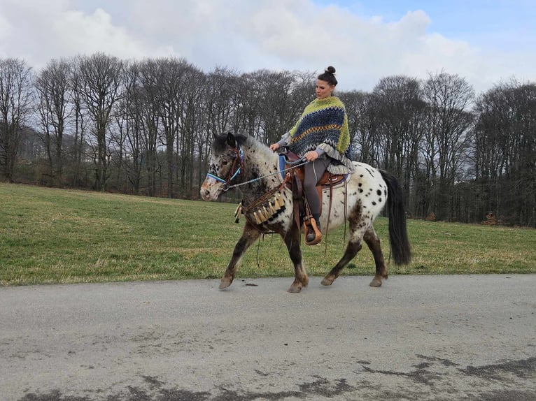 Plus de poneys/petits chevaux Hongre 7 Ans 123 cm Léopard in Linkenbach