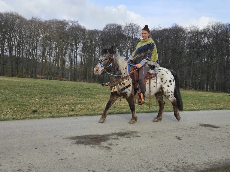 Plus de poneys/petits chevaux Hongre 7 Ans 123 cm Léopard in Linkenbach