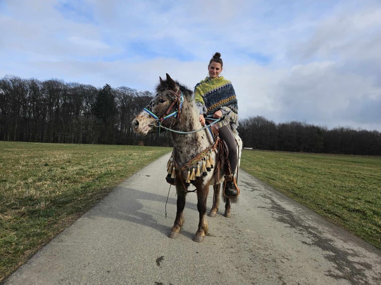 Plus de poneys/petits chevaux Hongre 7 Ans 123 cm Léopard in Linkenbach