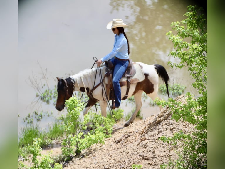 Plus de poneys/petits chevaux Hongre 7 Ans 135 cm in Grand Saline, TX