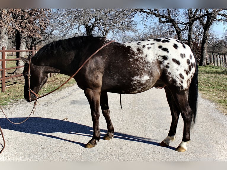 Plus de poneys/petits chevaux Hongre 7 Ans 140 cm Noir in Lipan