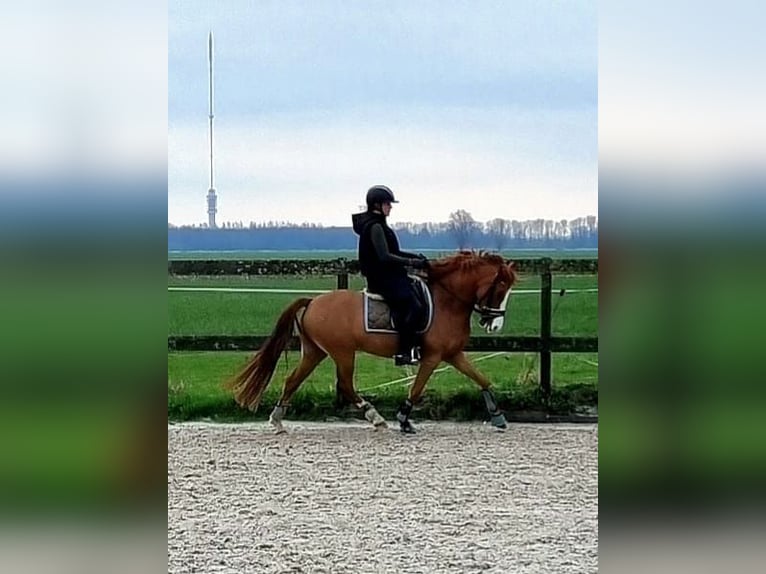 Plus de poneys/petits chevaux Hongre 7 Ans 147 cm Alezan in Montfoort