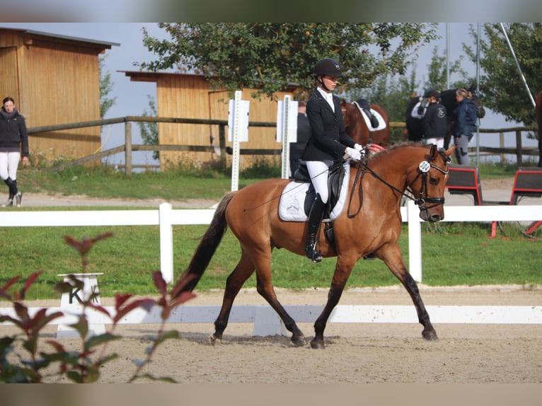 Plus de poneys/petits chevaux Hongre 7 Ans 160 cm Bai clair in Calden