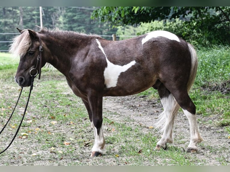 Plus de poneys/petits chevaux Hongre 7 Ans 89 cm in Strasburg, OH