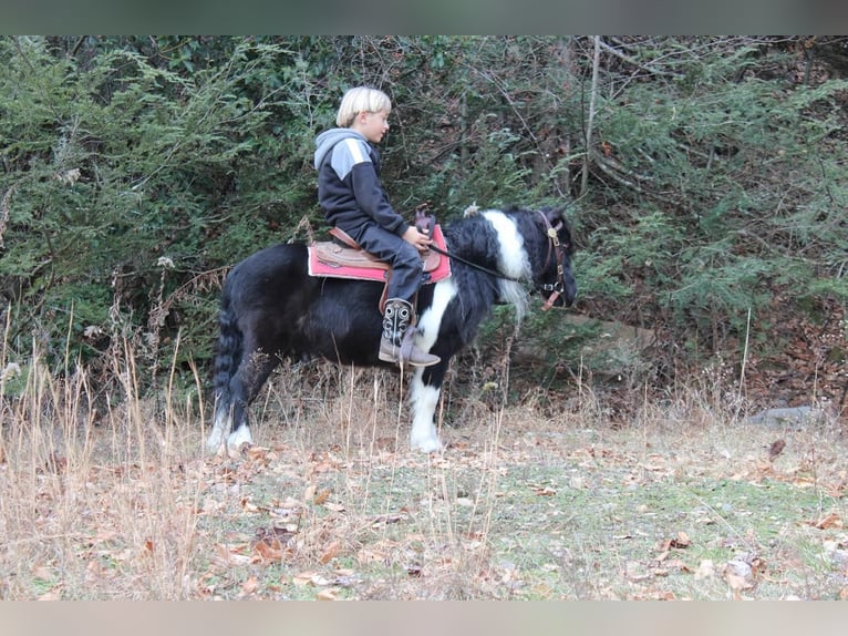Plus de poneys/petits chevaux Hongre 7 Ans 91 cm in Reversburg, PA