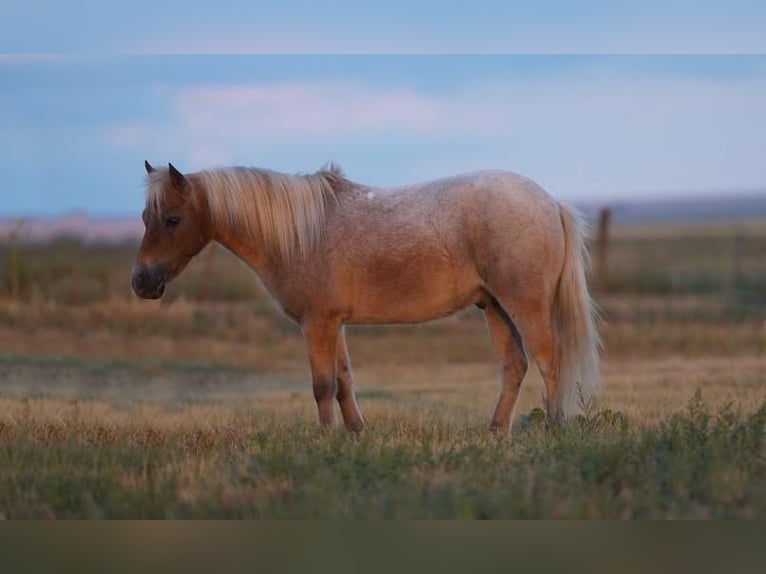Plus de poneys/petits chevaux Hongre 7 Ans 97 cm Rouan Rouge in Canyon