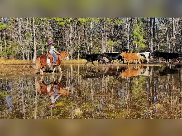 Plus de poneys/petits chevaux Hongre 8 Ans 112 cm in Millen, GA