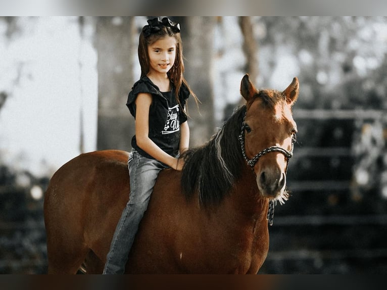 Plus de poneys/petits chevaux Hongre 8 Ans 114 cm in Needmore, PA