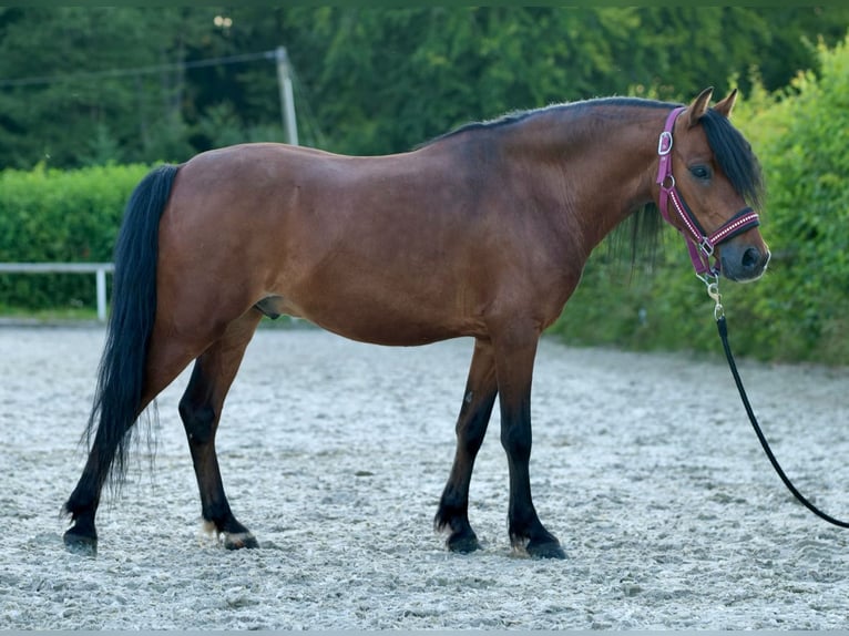 Plus de poneys/petits chevaux Hongre 8 Ans 120 cm Bai in Neustadt (Wied)