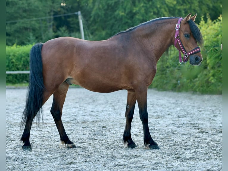 Plus de poneys/petits chevaux Hongre 8 Ans 120 cm Bai in Neustadt (Wied)