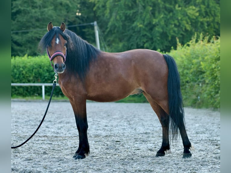 Plus de poneys/petits chevaux Hongre 8 Ans 120 cm Bai in Neustadt (Wied)