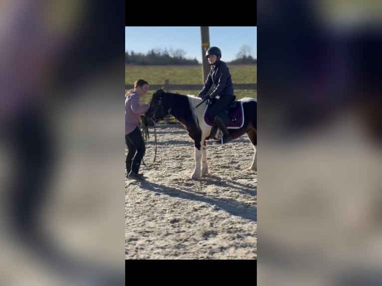 Plus de poneys/petits chevaux Croisé Hongre 8 Ans 123 cm Pinto in Eggendorf im Traunkreis