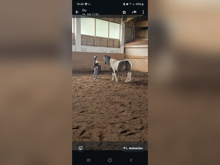 Plus de poneys/petits chevaux Croisé Hongre 8 Ans 123 cm Pinto in Eggendorf im Traunkreis