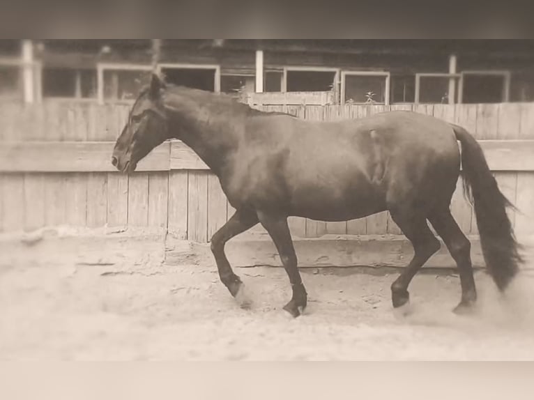 Plus de poneys/petits chevaux Hongre 8 Ans 140 cm Noir in Garching bei München