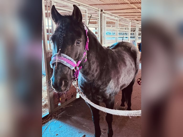 Plus de poneys/petits chevaux Hongre 8 Ans 140 cm Noir in Garching bei München