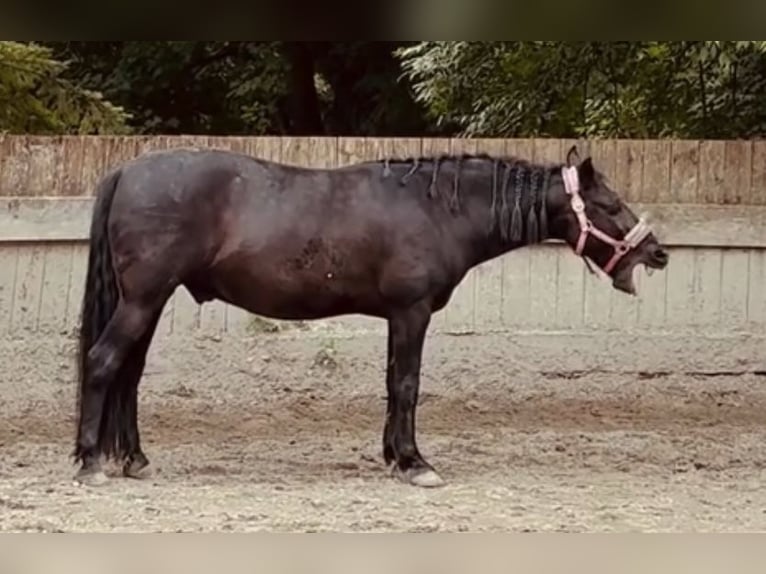 Plus de poneys/petits chevaux Hongre 8 Ans 140 cm Noir in Garching bei München