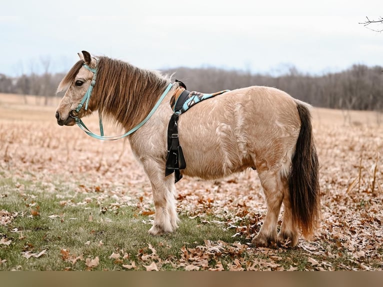 Plus de poneys/petits chevaux Hongre 8 Ans 89 cm Buckskin in Dalton