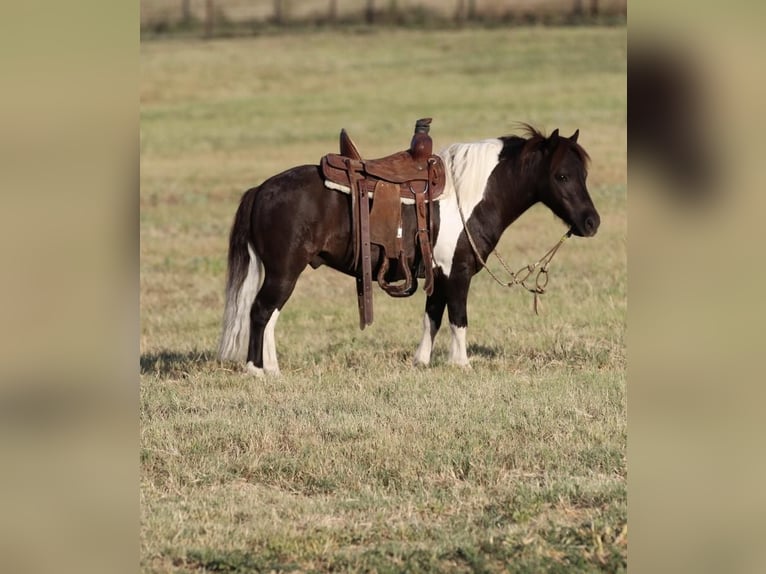 Plus de poneys/petits chevaux Hongre 8 Ans 91 cm Noir in Joshua, TX