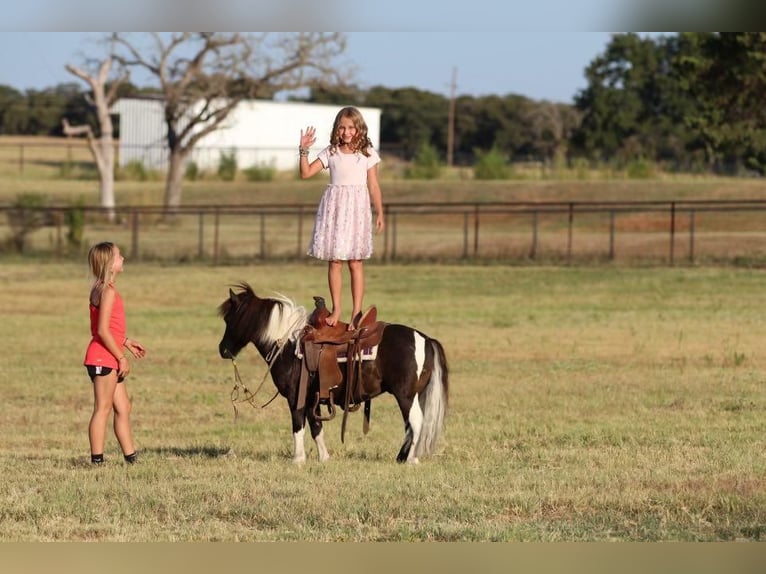 Plus de poneys/petits chevaux Hongre 8 Ans 91 cm Noir in Joshua, TX