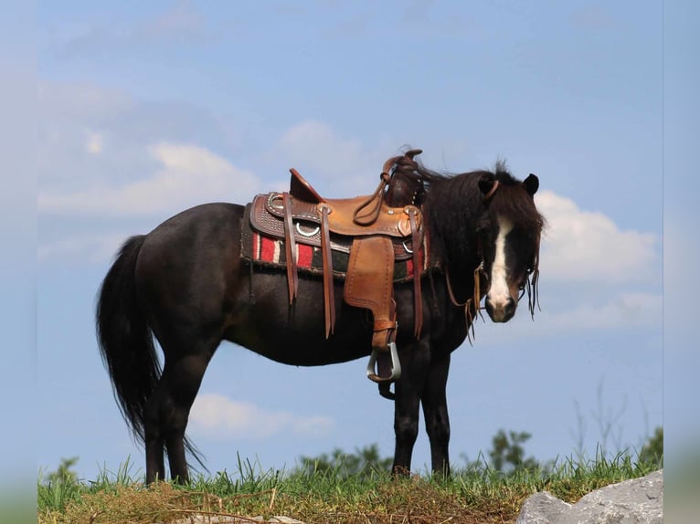 Plus de poneys/petits chevaux Hongre 8 Ans 94 cm Noir in Rebersburg, PA