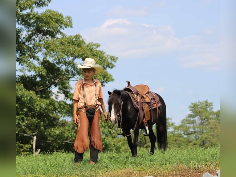 Plus de poneys/petits chevaux Hongre 8 Ans 94 cm Noir in Rebersburg, PA