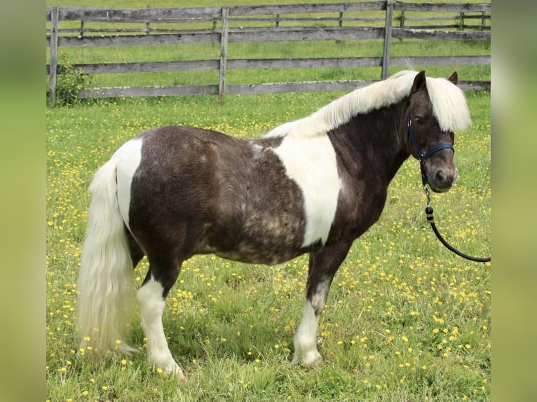 Plus de poneys/petits chevaux Hongre 9 Ans 102 cm in Allentown, NJ