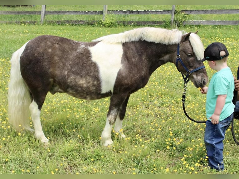 Plus de poneys/petits chevaux Hongre 9 Ans 102 cm in Allentown, NJ