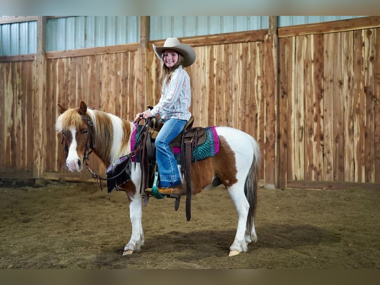 Plus de poneys/petits chevaux Hongre 9 Ans 102 cm in Valley Springs, SD