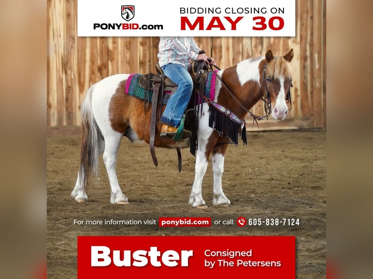 Plus de poneys/petits chevaux Hongre 9 Ans 102 cm in Valley Springs, SD