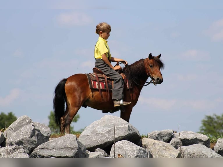 Plus de poneys/petits chevaux Hongre 9 Ans 109 cm Bai cerise in Rebersburg, PA