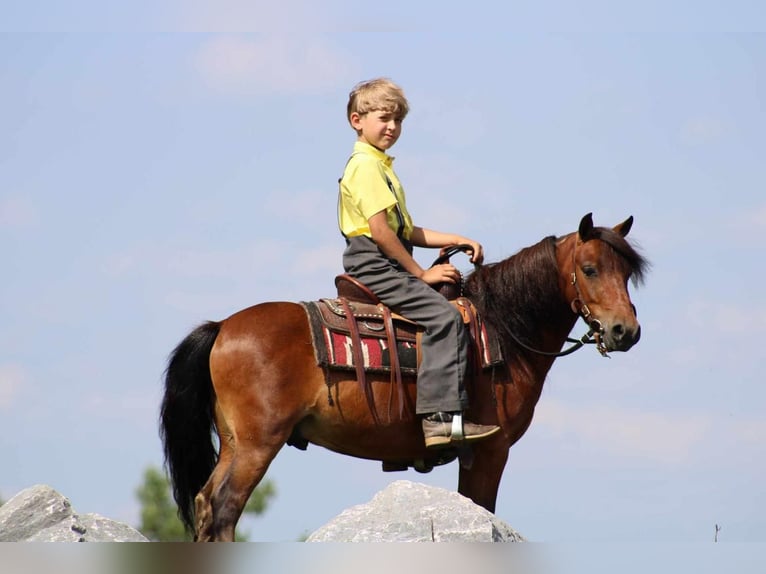 Plus de poneys/petits chevaux Hongre 9 Ans 109 cm Bai cerise in Rebersburg, PA