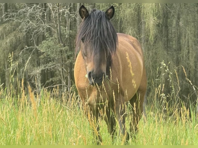 Plus de poneys/petits chevaux Hongre 9 Ans 120 cm Bai in Wurzbach