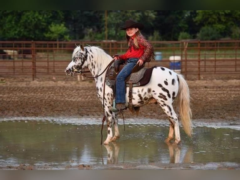 Plus de poneys/petits chevaux Hongre 9 Ans 127 cm Blanc in Woodstock, IL