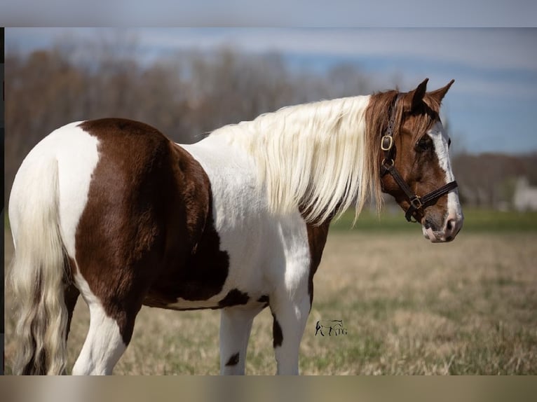Plus de poneys/petits chevaux Hongre 9 Ans 137 cm in Princeton, KY