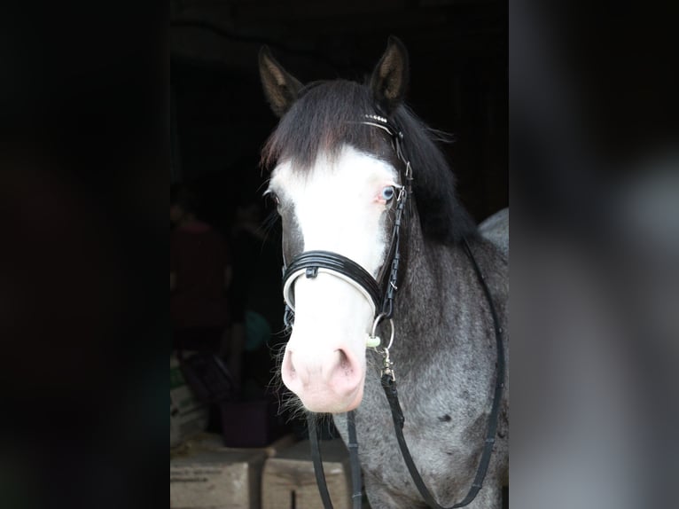 Plus de poneys/petits chevaux Hongre 9 Ans 146 cm Rouan Bleu in Lengerich