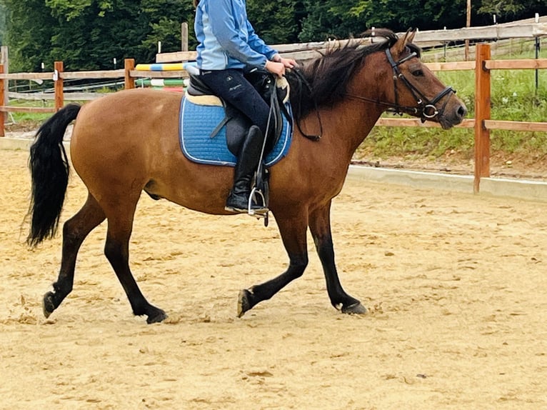 Plus de poneys/petits chevaux Hongre 9 Ans 148 cm Bai in Ursensollen