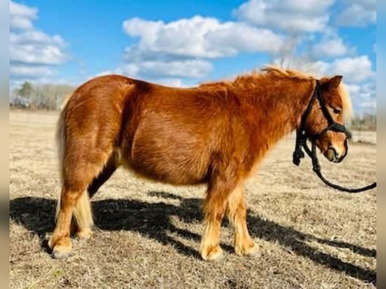 Plus de poneys/petits chevaux Hongre 9 Ans 91 cm Alezan cuivré in Islandton, SC