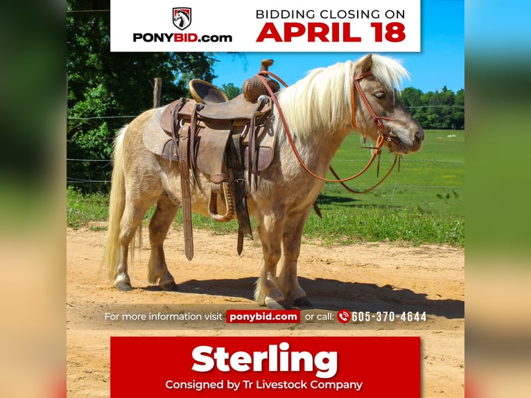 Plus de poneys/petits chevaux Hongre 9 Ans 94 cm in Rusk, TX