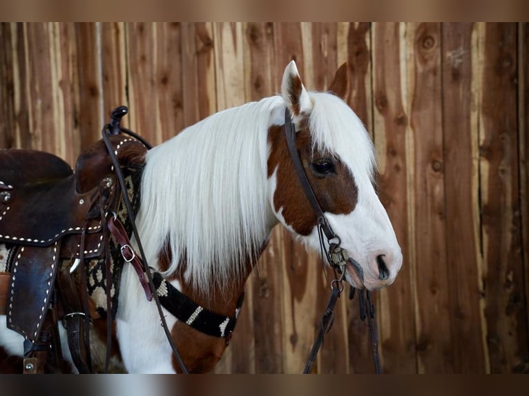 Plus de poneys/petits chevaux Hongre 9 Ans Alezan cuivré in Valley Springs, SD