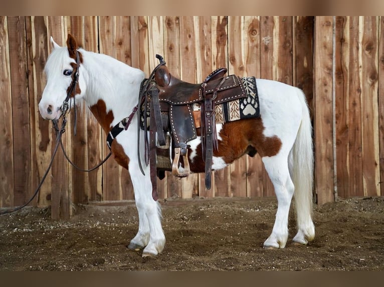 Plus de poneys/petits chevaux Hongre 9 Ans Alezan cuivré in Valley Springs, SD